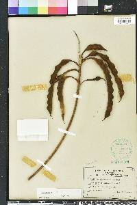 Erythrina herbacea image