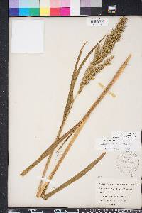 Echinochloa walteri image