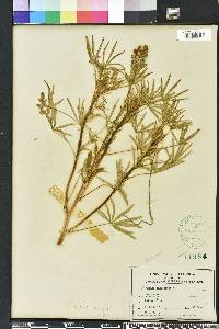 Lupinus angustifolius image