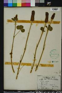 Trifolium incarnatum image