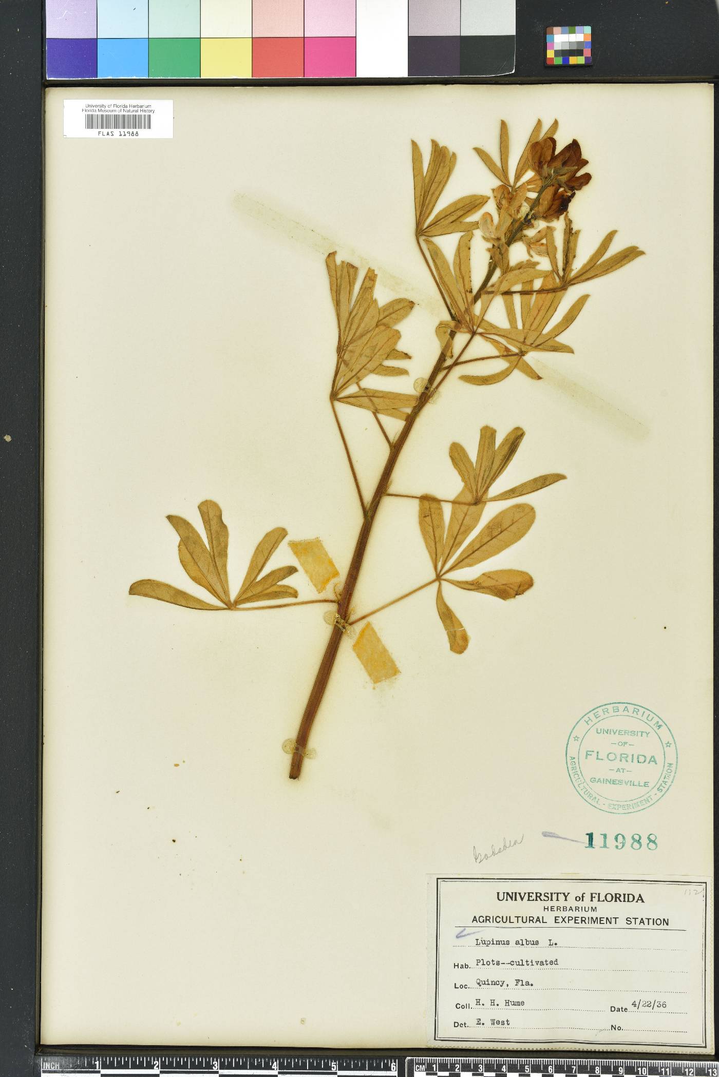 Lupinus albus image