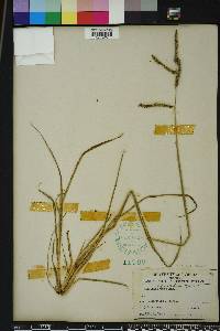 Paspalum plicatulum image