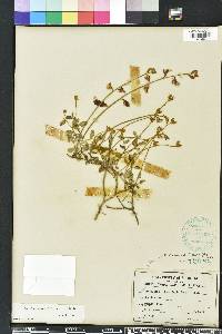 Crotalaria rotundifolia image
