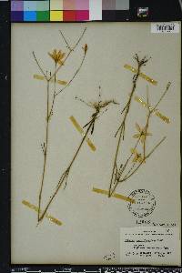 Sabatia grandiflora image