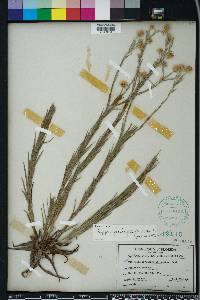 Pityopsis graminifolia image