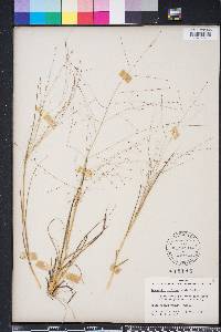 Eragrostis refracta image