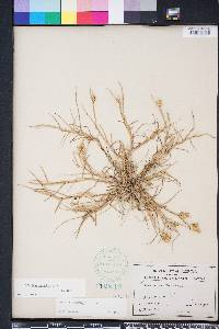 Cenchrus spinifex image