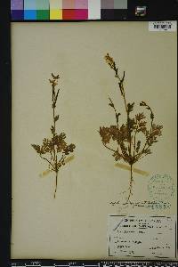 Corydalis micrantha image