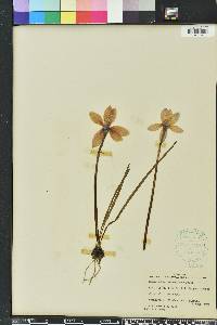 Zephyranthes macrosiphon image
