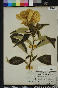 Hibiscus moscheutos image