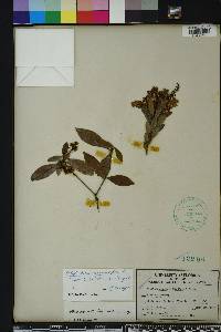 Cliftonia monophylla image