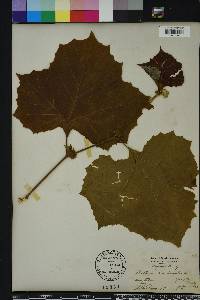 Platanus orientalis image