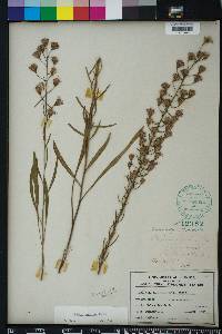 Liatris gracilis image