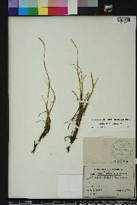 Paspalum vaginatum image