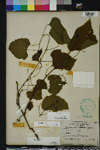 Vitis vulpina image