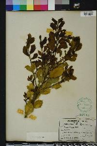 Ilex opaca var. arenicola image