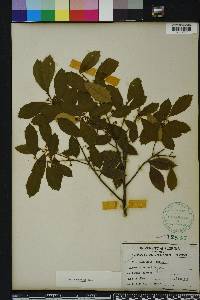 Ilex opaca var. arenicola image