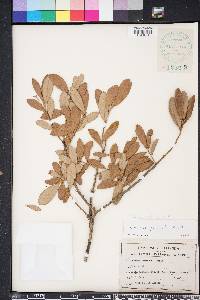 Quercus geminata image