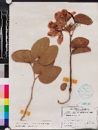 Bauhinia variegata image