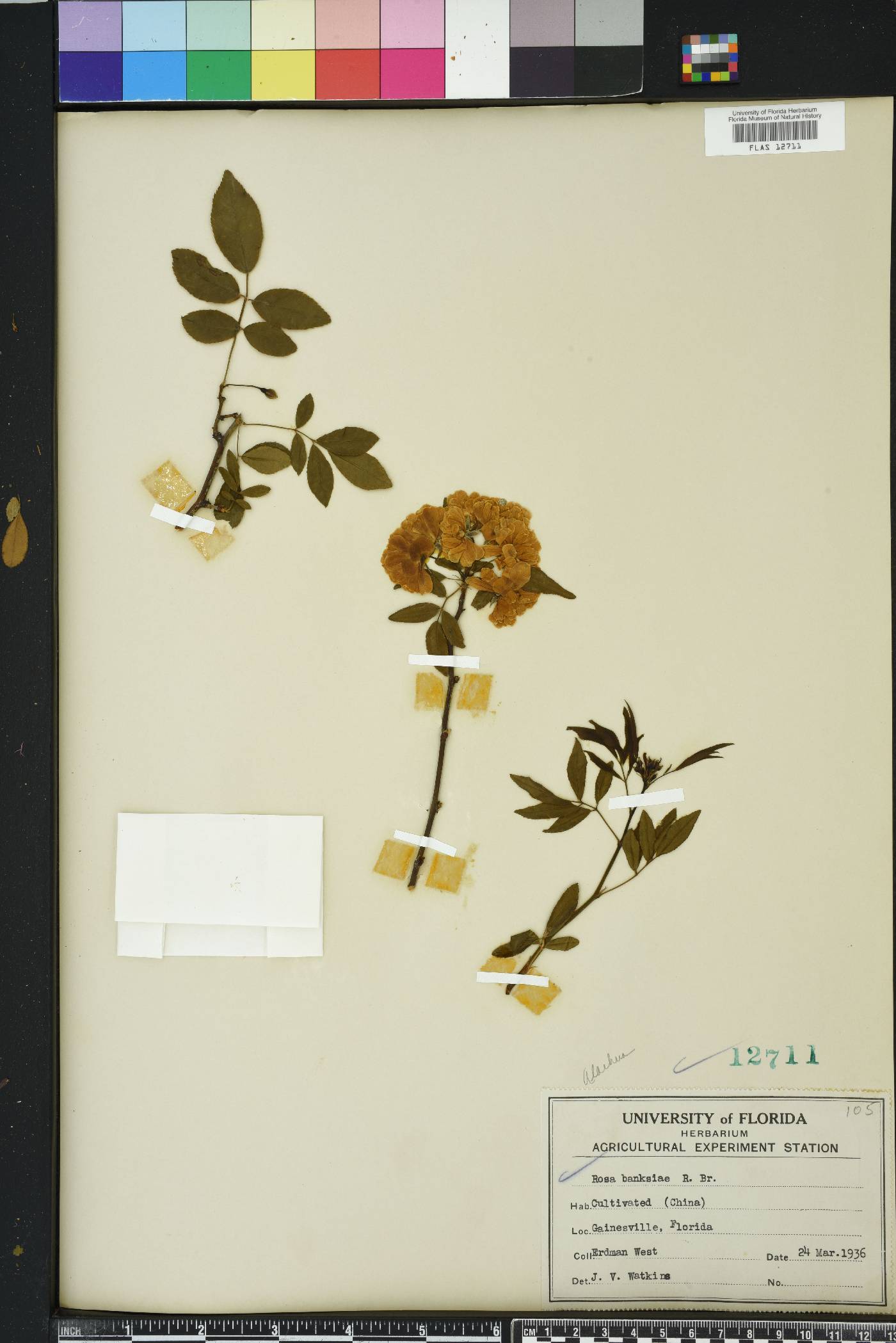 Rosa banksiae image