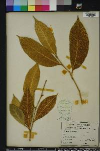 Ficus tinctoria image