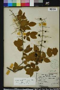 Sageretia minutiflora image