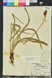 Amianthium muscitoxicum image