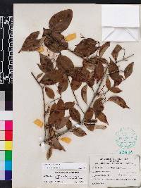 Cornus asperifolia image