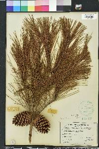 Pinus clausa image