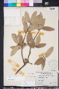 Quercus incana image