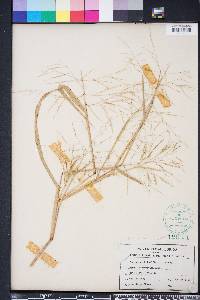 Panicum dichotomiflorum var. dichotomiflorum image