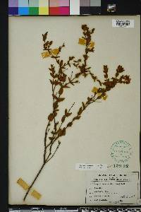 Hypericum tetrapetalum image