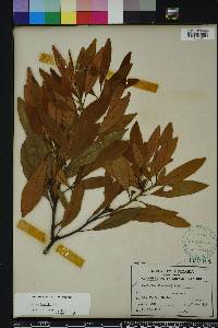 Persea humilis image