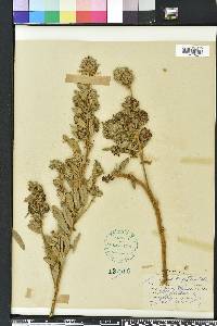 Lespedeza capitata image