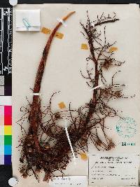 Sabal etonia image
