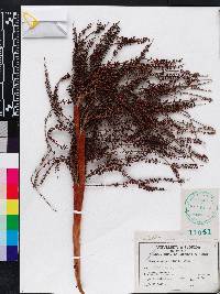 Serenoa repens image