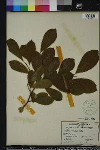 Magnolia stellata image