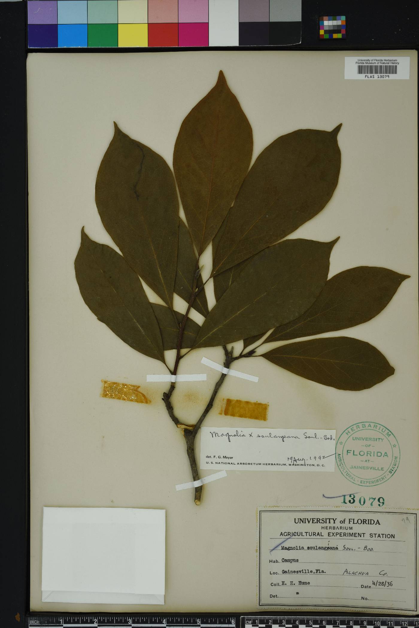 Magnolia x soulangeana image