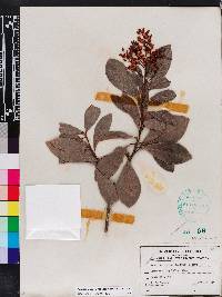 Ardisia escallonioides image