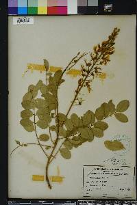 Sophora tomentosa image