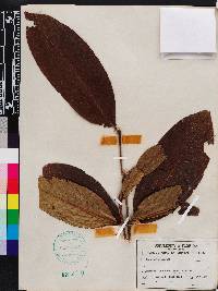 Terminalia arjuna image