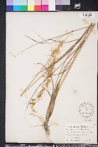 Sorghastrum secundum image