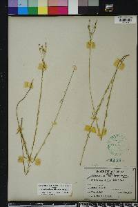 Linum floridanum image