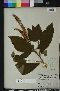 Clethra alnifolia image