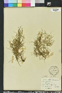 Juncus repens image