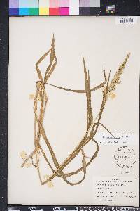 Echinochloa colona image