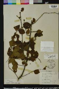 Ilex ambigua image