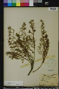 Krameria lanceolata image