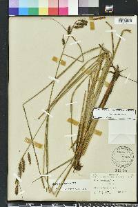 Carex glaucescens image