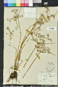 Cyperus haspan image